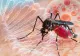 Europa ar putea deveni zonă de risc pentru virusul chikungunya. Cercetătorii avertizează asupra efectelor schimbărilor climatice