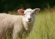 Alertă în Mureș: focar de pestă la ovine. Autoritățile au impus restricții