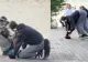 Scene halucinante la Cluj: două tinere în costume de animale, filmate „în patru labe” în parc. Internetul a luat foc. VIDEO