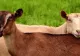 Pesta micilor rumegătoare face ravagii. Sute de animale au murit