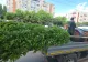 Calea Văcărești, mai verde și mai accesibilă mijloacelor de transport public.  Peste 300 de arbori vor încadra calea de rulare a tramvaielor, pentru a reduce poluarea, zgomotul produs de trafic și disconfortul termic