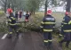 Vântul puternic a făcut prăpăd în județul Bihor. Mai mulți copaci au fost doborâți pe carosabil - FOTO/VIDEO