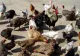 Câte animale și păsări poți crește în gospodărie. Reguli clare pentru proprietarii de la oraș și de la sat