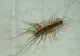 Toți se sperie când o văd pe perete, dar această vietate îți protejează casa de gândaci și alte insecte