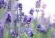 Dincolo de parfum: cum poate fi folosită lavanda în casă, pentru îngrijire personală și grădină