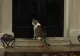 Motanul Larry, cel mai longeviv rezident din Downing Street. Mascota a împlinit 19 ani