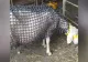 Un fermier a inventat vesta anti-lupi pentru oi. Este plină de țepi ce țin la distanță prădătorii - VIDEO