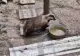  Bursuc surprins într-o gospodărie din Bacău. Animalul a intrat în adăpostul găinilor, dar nu a provocat nicio pagubă