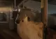 Bărbat din Suceava, rănit după ce a fost târât de propriul cal. Animalul s-a speriat de furtună și a luat-o la galop