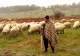 Cioban din Suceava, în stare gravă după ce a căzut într-un cazan cu zer clocotit. Bărbatul a amânat trei zile mersul la spital