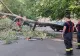 La un pas de tragedie în centrul Capitalei. Un copac s-a prăbușit din senin VIDEO