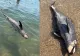 Încă un delfin găsit mort pe litoral. Mamiferul marin a eșuat pe plaja din Constanța, în zona Cazinoului