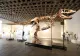 Dinozaurul care valorează cât un cartier de lux. Scheletul s-a vândut cu 50 de milioane de dolari, un nou record mondial