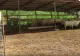 Animalele nu mai fac față caniculei. Fermierii sunt disperați