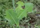 Planta care calma durerile înainte să existe pastilele. Era numită „opiul săracului”