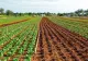 Temperaturile extreme influențează negativ culturile de legume. Agricultorii sunt disperați 