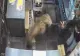 Un leopard a dat buzna într-un magazin și a atacat oamenii. Imaginile sunt greu de privit