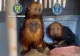 Patru maimuțe găsite în portbagajul unei mașini în Vama Moravița. Povestea incredibilă spusă de șoferiță - VIDEO