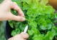Planta comestibilă pe care foarte mulți o ignoră. Este aur curat pentru sănătate