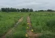 Producția de pepeni, afectată grav de vremea extremă. Pepenii de Dăbuleni putrezesc pe câmpuri