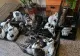 Peste 100 de pisici, găsite în condiții improprii într-un apartament din Capitală: animalele au fost relocate
