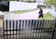 Jurnalist celebru, atacat de un urs la Băile Tușnad