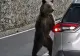 Au hrănit urșii de  pe Transfăgărășan și s-au ales cu amenzi usturătoare. Prefectura Argeș a anunțat sancțiuni de peste 100.000 de lei
