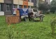 O ursoaică de 100 de kilograme a ajuns pe un bulevard din Sibiu, apoi s-a refugiat în curtea unui liceu. Animalul a fost tranchilizat