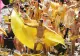 Premierul Olandei le cere tinerilor gay să își declare deschis orientarea sexuală. Apel făcut la Amsterdam Pride