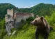 Cetatea Poenari, vizitată doar în grupuri organizate, după apariția unui urs în zonă