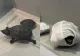 Două broaște țestoase, ascunse în bustiera unei femei la aeroport. Scanerul TSA a dezvăluit totul