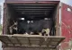 Două transporturi ilegale de animale, descoperite în județul Tulcea. ANSVSA intensifică controale pentru combaterea comerțului ilegal