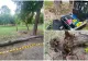 Pericol în Cișmigiu: o tânără a fost strivită de 2 copaci și riscă să rămână paralizată
