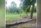O femeie a ajuns la spital după ce un copac a căzut peste ea în Cișmigiu