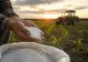 Fermierii români, loviți de valul de scumpiri: România, în topul UE la creșterea costurilor de producție agricolă