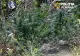 Bărbat arestat după ce a cultivat peste 130 de plante de canabis într-o pădure din Covasna - FOTO