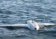 Șeful Forțelor Navale confirmă ce drone au fost distruse lângă Neptun Deep. „Au fost drone Gerbera, drone rusești”