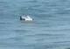 Și vecinii au parte de „vizitele” dronelor. Bulgarii au detectat una pe coasta Mării Negre