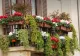 Când trebuie udate florile pe caniculă. Greșeala pe care mulți o fac și care poate distruge plantele