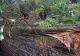 Furtuna a făcut pagube în Giurgiu. Stâlpi și copaci au căzut peste locuințe și carosabil