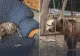 Descinderi la grădina zoologică ilegală din Dâmbovița, unde erau ținuți lei, urși și maimuțe. Posibile fapte de contrabandă, verificate