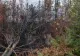 Incendiu devastator în Canada: o femeie a murit în timp ce încerca să fugă din calea flăcărilor