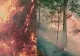 Incendii devastatoare în pădurile din Caraș-Severin. Focul a ajuns în apropiere de stațiunea Băile Herculane - VIDEO