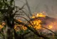 Incendiu de pădure de amploare în Olanda. Peste 300 de pompieri luptă cu flăcările: imagini dramatice