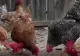 Păsările din gospodării, în pericol din cauza caniculei