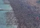 Cea mai aglomerată plajă din lume. 200.000 de oameni se înghesuie pe doar 1,8 kilometri, iar nisipul de abia se mai poate vedea