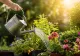 Cum îți salvezi plantele în timpul caniculei. Specialiștii au dezvăluit ce trebuie să faci în zilele cu peste 40 de grade