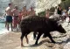 Mistreții care înoată printre turiști au transformat o insulă din Grecia într-o atracție virală. Imaginile fac furori pe TikTok