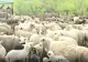 Ursul a dat atacul la stână. Ciobanul a fost salvat de câini