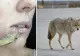 O mamă și-a salvat fiica de 4 ani de un coiot folosind un papuc. Animalul a atacat-o pe fetiță